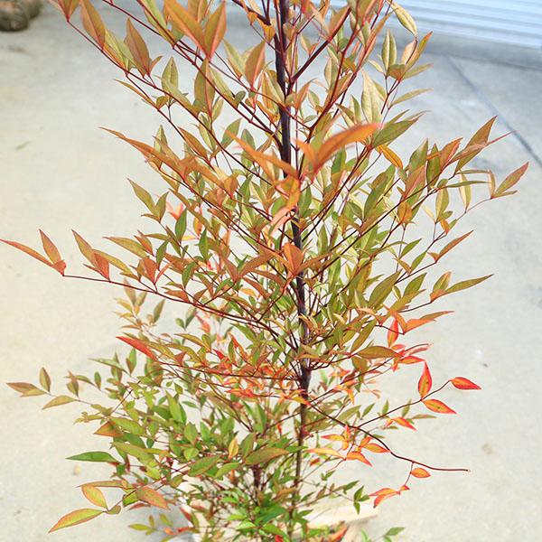 庭木：南天（なんてん）赤南天 根巻 樹高：130cm 全高：150cm 現品