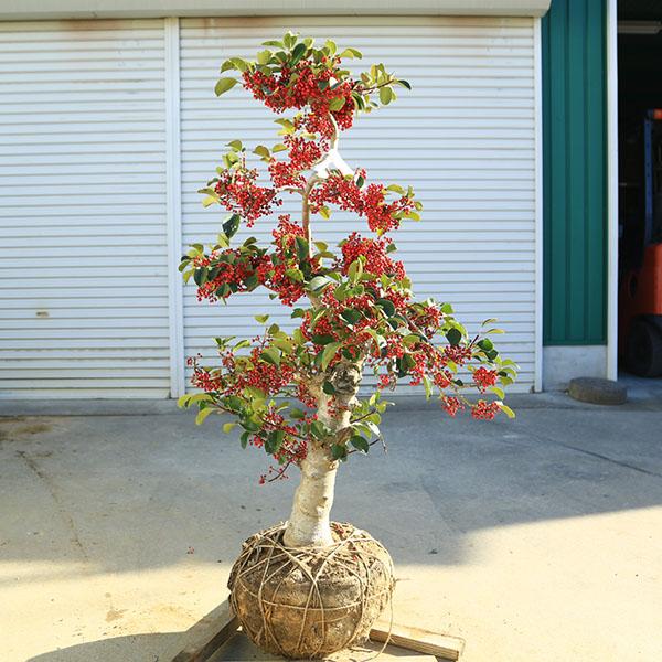 特選極太庭木・植木：クロガネモチ（寿）寿モチ コトブキモチ 現品限り