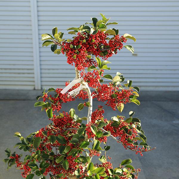 特選極太庭木・植木：クロガネモチ（寿）寿モチ コトブキモチ 現品限り