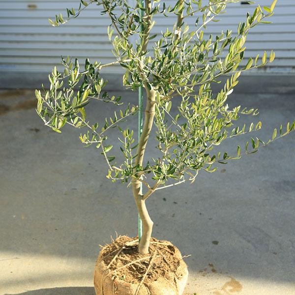 特選庭木・植木：オリーブ（カロレア）*樹高160ｃｍ 現品区分け 大型佐川急便送りとどける