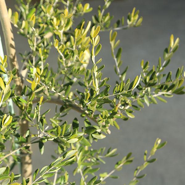 特選庭木・植木：オリーブ（カロレア）*樹高160ｃｍ 現品区分け 大型佐川急便送りとどける