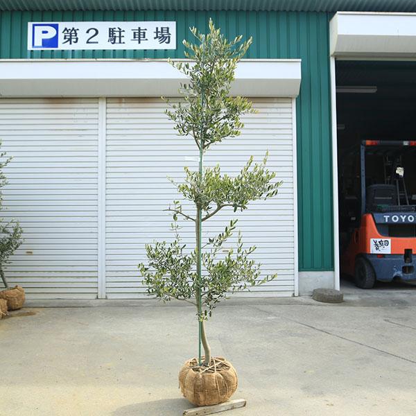 特選庭木・植木：オリーブ（カロレア）*樹高160cm 現品限り 大型佐川 