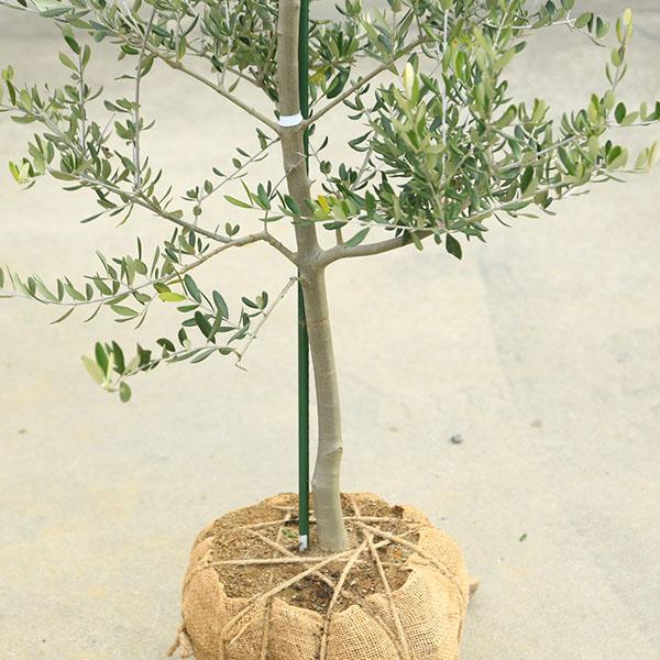 特選庭木・植木：オリーブ（カロレア）*樹高160cm 現品限り 大型佐川
