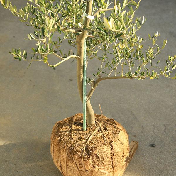 特選庭木・植木：オリーブ（カロレア）*樹高160cm 現品限り 大型佐川 