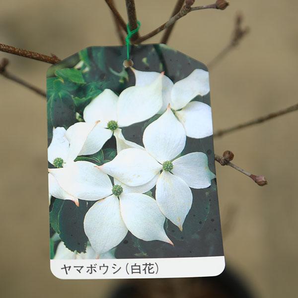 庭木：山法師（ヤマボウシ）*赤花or白花or源平 樹高：約100cm お選び 