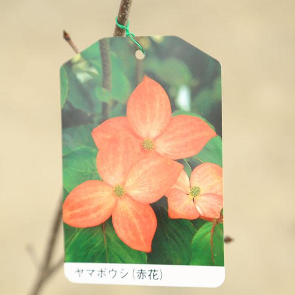 庭木：山法師（ヤマボウシ）*赤花or白花or源平 樹高：約100cm お選び