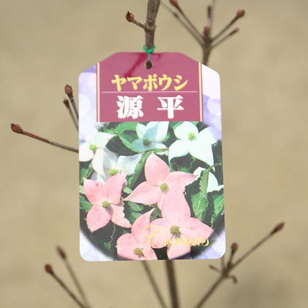 庭木：山法師（ヤマボウシ）*赤花or白花or源平 樹高：約100cm お選び