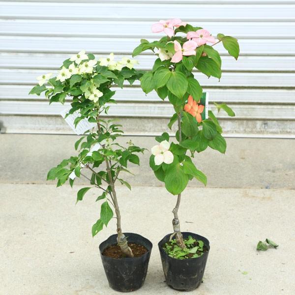 庭木：山法師（ヤマボウシ）*赤花or白花or源平 樹高：約100cm お選び