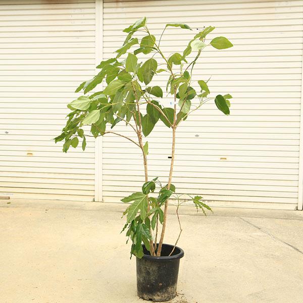 庭木・植木：カクレミノ（隠れ蓑） 現品限り 全高：170cm *佐川急便