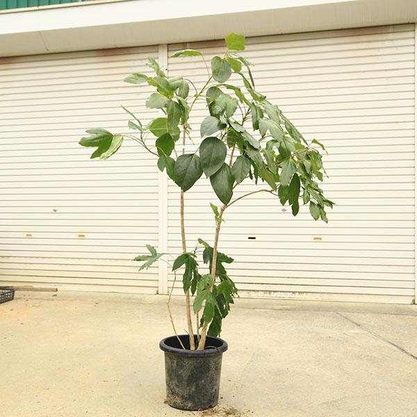 庭木・植木：カクレミノ（隠れ蓑） 現品限り 全高：170cm *佐川急便
