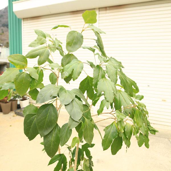 優良株。カクレミノ1.4M(鉢底から)品番B 庭木・植木：カクレミノ（隠れ蓑） 現品限り 全高：170cm *佐川急便