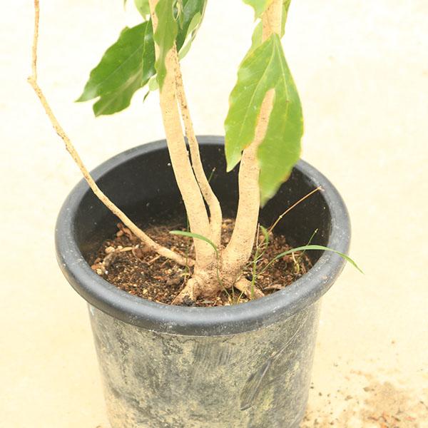 庭木・植木：カクレミノ（隠れ蓑） 現品限り 全高：170cm *佐川急便