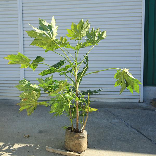 庭木・植木：ヤツデ（緑葉）八つ手 美形 現品限り 全高120cm *佐川