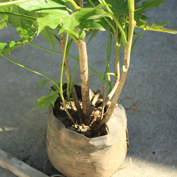 庭木・植木：ヤツデ（緑葉）八つ手 美形 現品限り 全高120cm *佐川