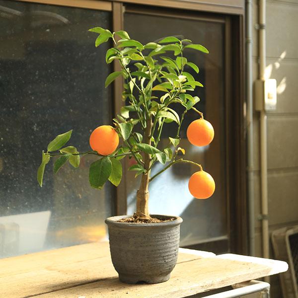 庭木 植木 果樹 プレミアム柑橘盆栽：特選 レモン（みまや焼水昇岩鉢