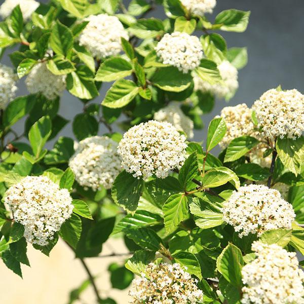 庭木・植木・シンボルツリー：ハクサンボク（白山木） 手頃な大きさ