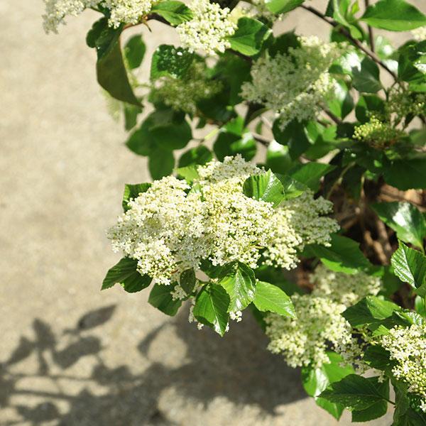 庭木・植木・シンボルツリー：ハクサンボク（白山木） 手頃な大きさ