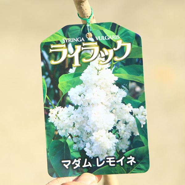 庭木：ライラック（リラ）紫花と白花のセット 樹高80cm*ミセス