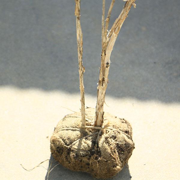 庭木 植木：ウグイスカグラ 花色不明 山採り品 樹高180cm*現品限り