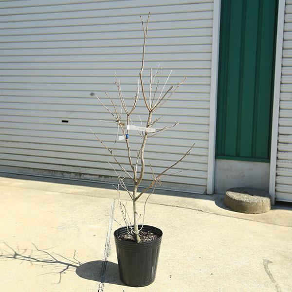 庭木 植木 苗：スモークツリー (煙の木)グリーンボール 現品限り*8号