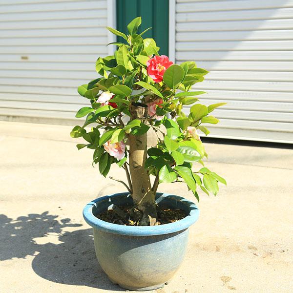 庭木・植木:椿 四海波（しかいなみ）現品限り！咲き分け品種 樹高