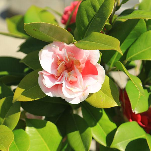 庭木・植木:椿 四海波（しかいなみ）現品限り！咲き分け品種 樹高