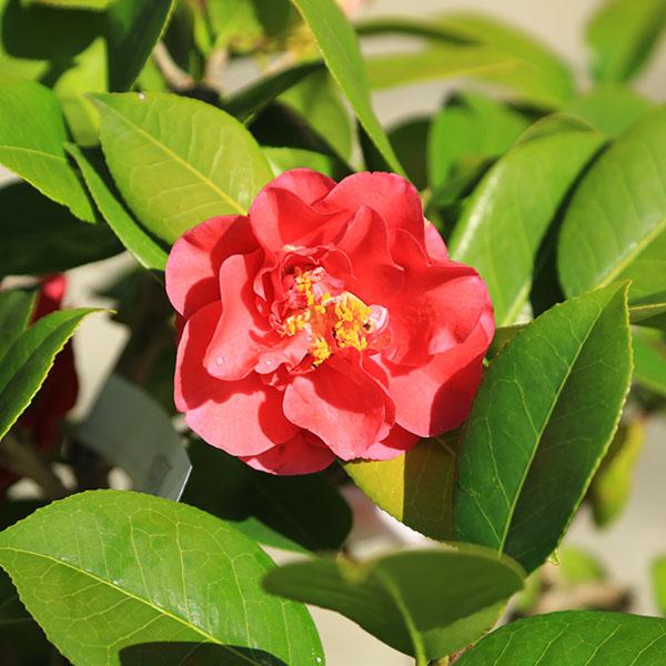 庭木・植木:椿 四海波（しかいなみ）現品限り！咲き分け品種 樹高