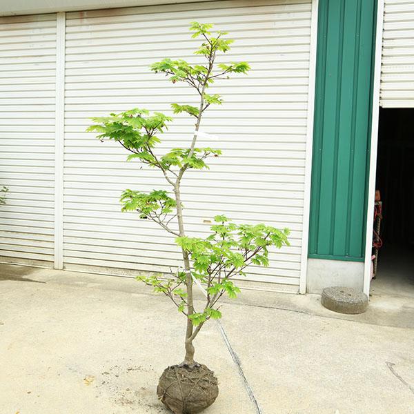 特撰庭木・植木：イタヤもみじ（青板屋モミジ）イタヤカエデ 紅葉 現品
