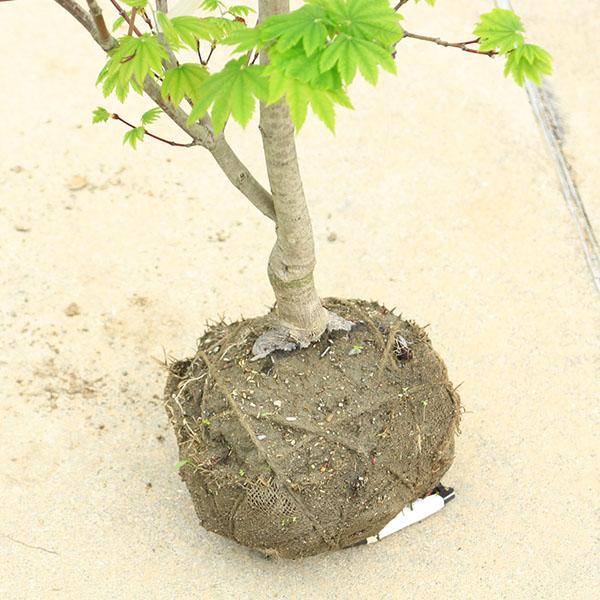 特撰庭木・植木：イタヤもみじ（青板屋モミジ）イタヤカエデ 紅葉 現品