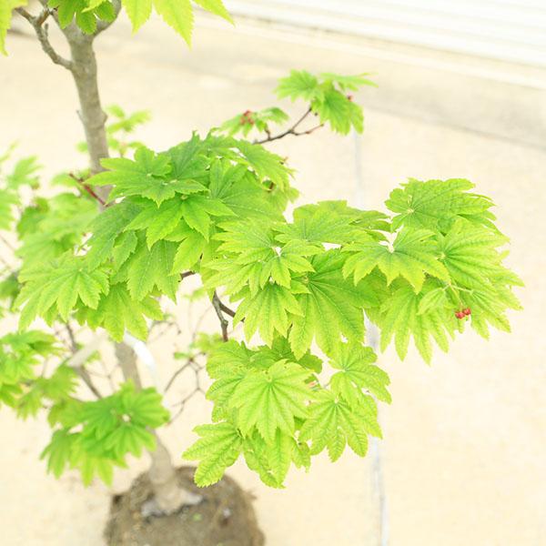 特撰庭木・植木：イタヤもみじ（青板屋モミジ）イタヤカエデ 紅葉 現品