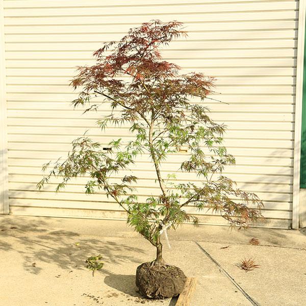 特撰庭木・植木：紅しだれもみじ（野村しだれもみじ）赤しだれもみじ 