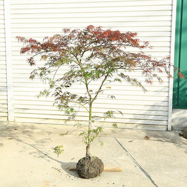 特撰庭木・植木：紅しだれもみじ（野村しだれもみじ）赤しだれもみじ 
