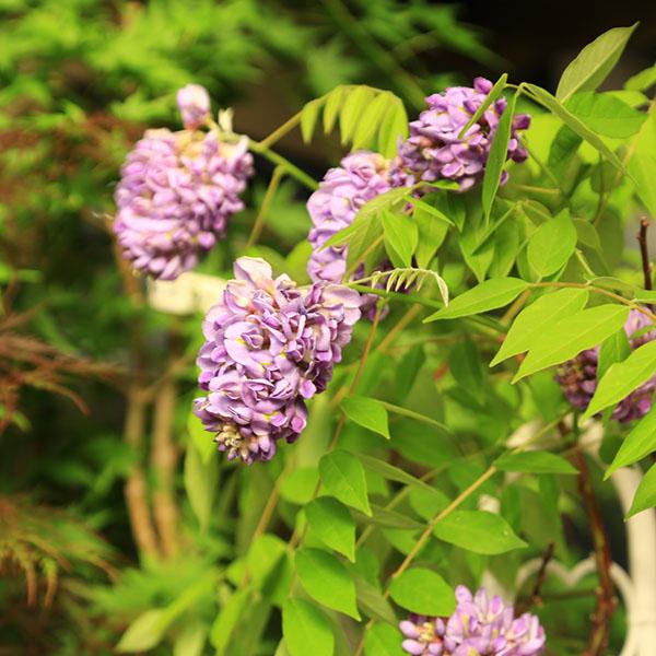 庭木・植木：アメリカフジ アメジストフォール（アメリカ藤）紫花