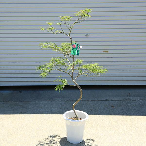 庭木：青しだれもみじ（青枝垂れ紅葉） ポット 全高150cm 佐川急便