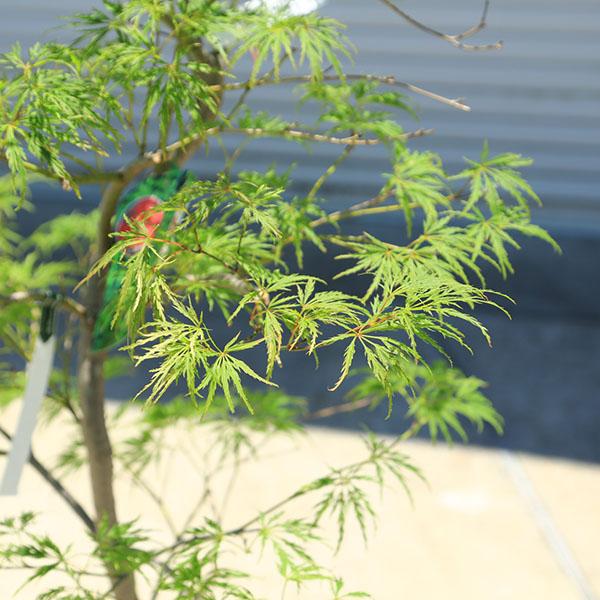 庭木：青しだれもみじ（青枝垂れ紅葉） ポット 全高150cm 佐川急便