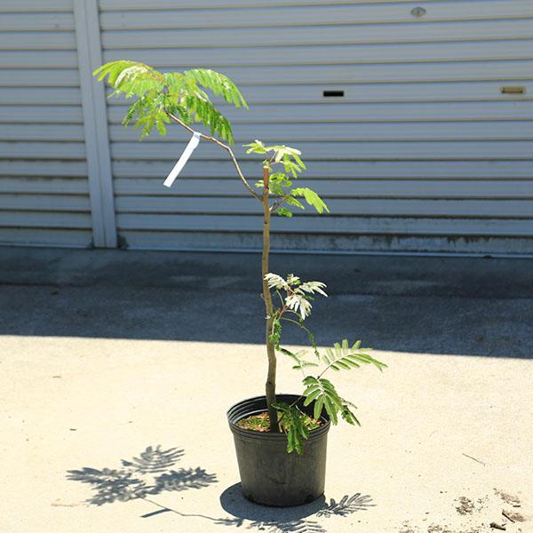 庭木・植木：斑入りネムノキ（斑入り合歓) 現品限り 全高110cm* 佐川