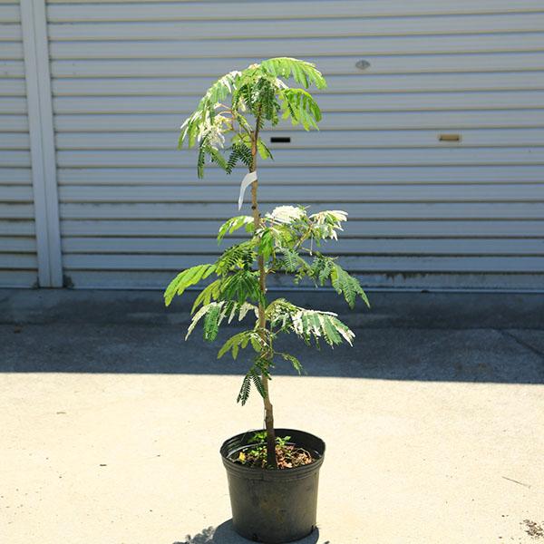 庭木・植木：斑入りネムノキ（斑入り合歓) 現品限り 全高110cm* 佐川