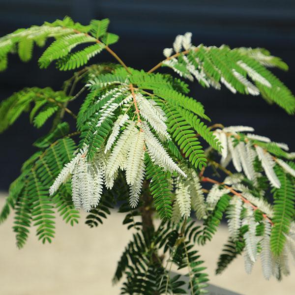 庭木・植木：斑入りネムノキ（斑入り合歓) 現品限り 全高110cm* 佐川
