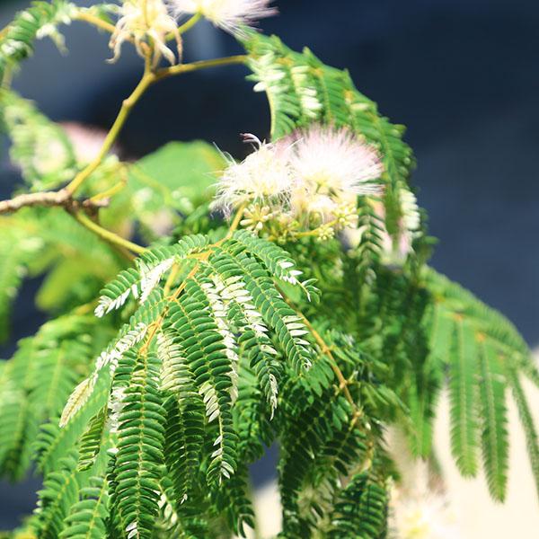 ネムノキ斑入り　着払い 庭木・植木：斑入りネムノキ（斑入り合歓) 現品限り 全高110cm* 佐川