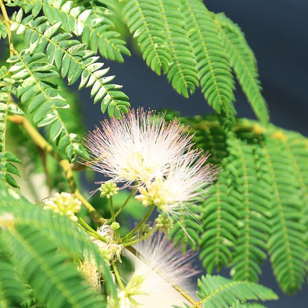 庭木・植木：斑入りネムノキ（斑入り合歓) 現品限り 全高110cm* 佐川