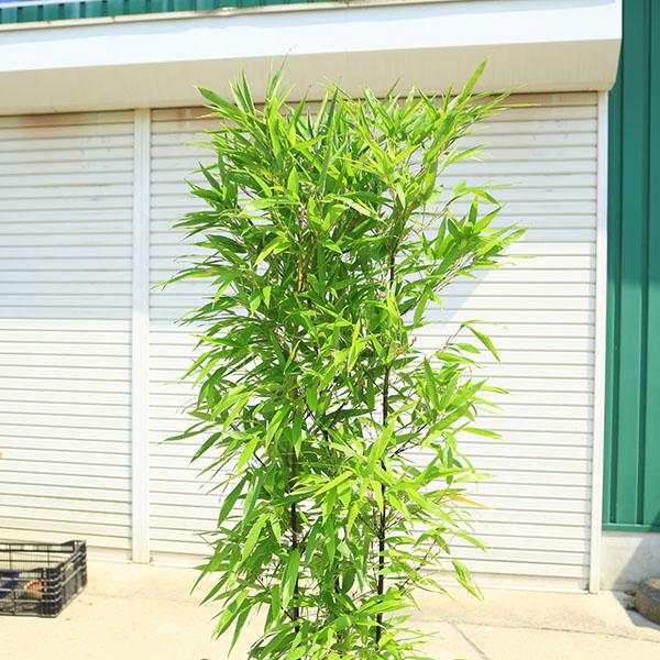 特選庭木：黒竹（くろちく）クロチク* 当店おまかせ品 樹高：約160cm