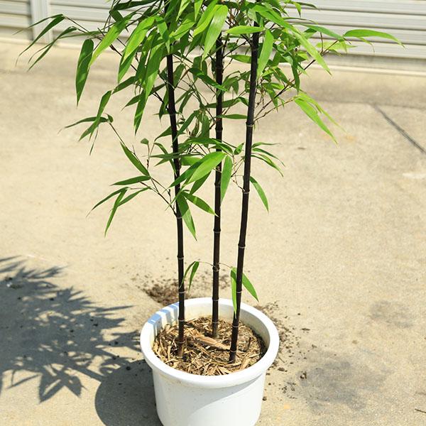 特選庭木：黒竹（くろちく）クロチク* 当店おまかせ品 樹高：約160cm