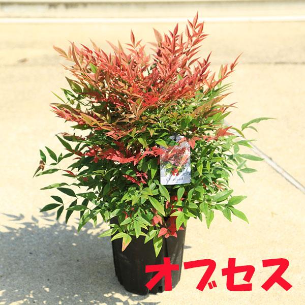 庭木・植木・珍品種：矮性南天 ドワーフ南天 6号 全高約50cm