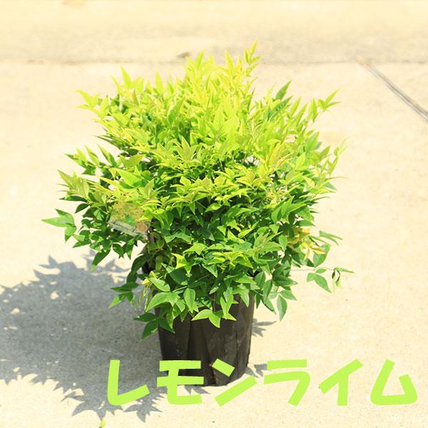 庭木・植木・珍品種：矮性南天 ドワーフ南天 6号 全高約50cm