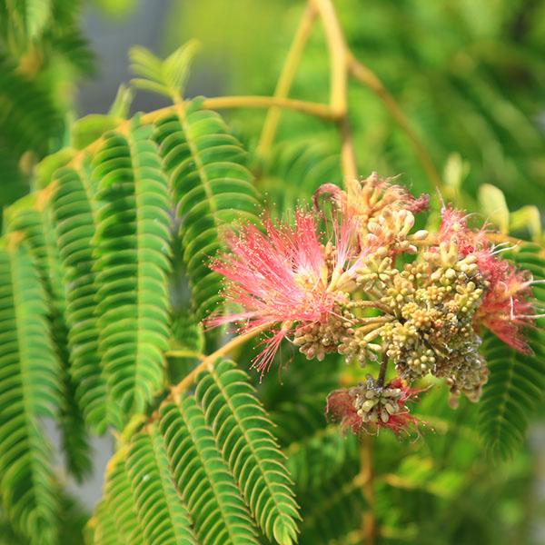 庭木・植木：枝垂れネムの木（しだれネム) 枝垂れ合歓 現品限り 全高