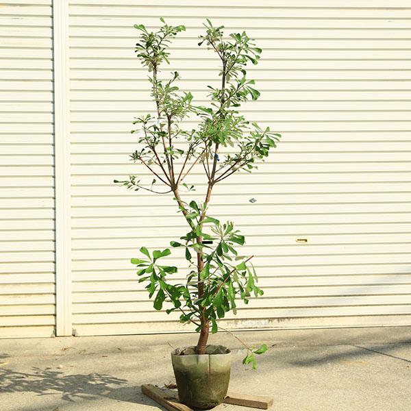 現品庭木 植木：バンクシア コースト*樹高 約140cm 全高 約160cm