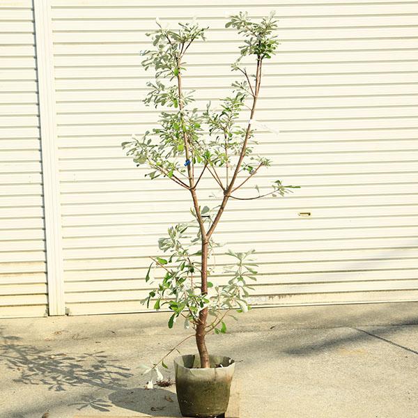 バンクシアコースト　大株 140cm 現品庭木 植木：バンクシア コースト*樹高 約140cm 全高 約160cm