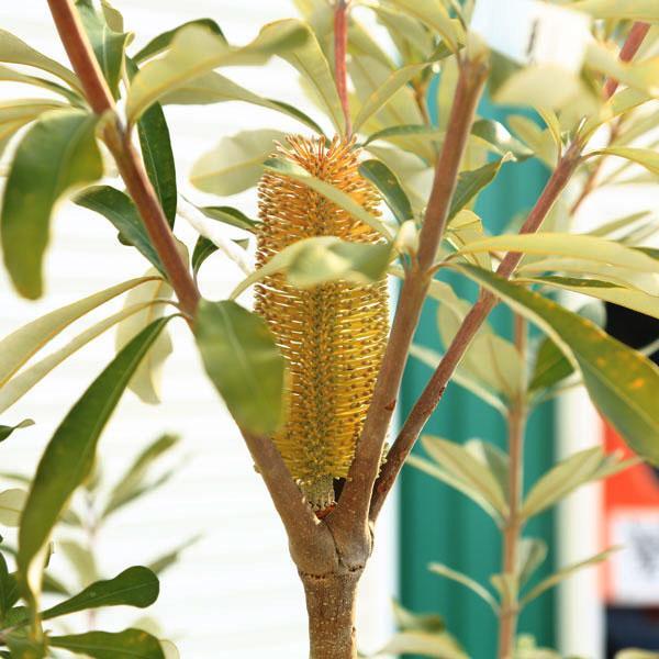 現品庭木 植木：バンクシア コースト*樹高 約140cm 全高 約160cm
