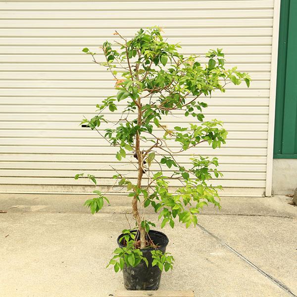 庭木・熱帯果樹：ジャボチカバ（じゃぼちかば） 全高120cm 現品限り
