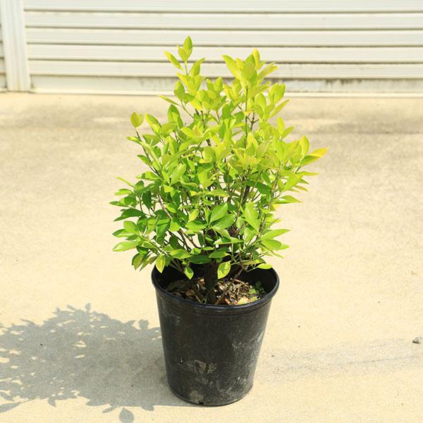 庭木・植木：黄金マサキ（おうごんまさき）8号ポット* : 遊恵盆栽